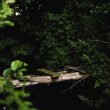 Lodge Tinyhouse Forrest